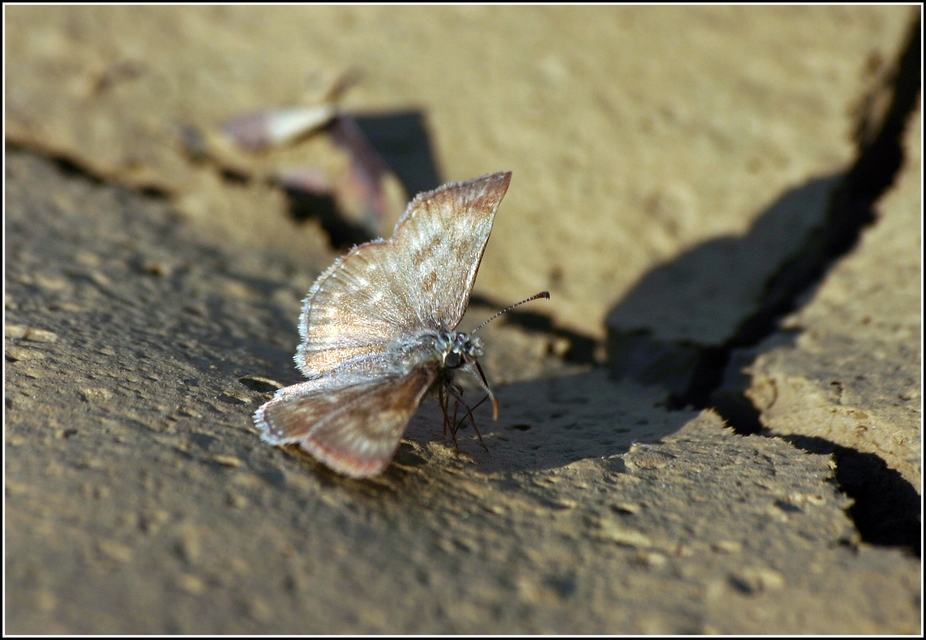 Erynnis tages - cigánylepke