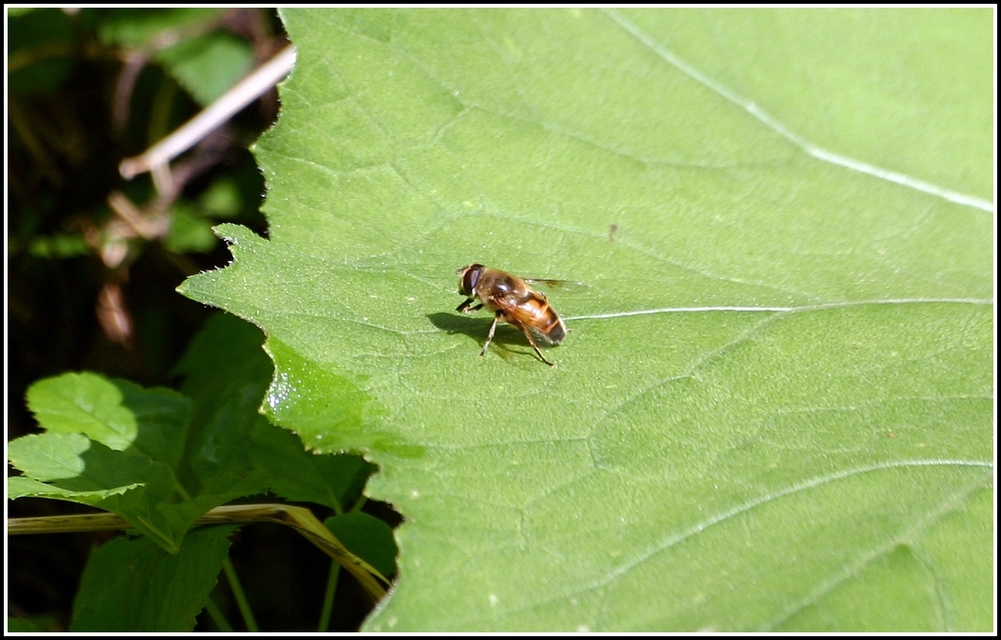 Eristalis