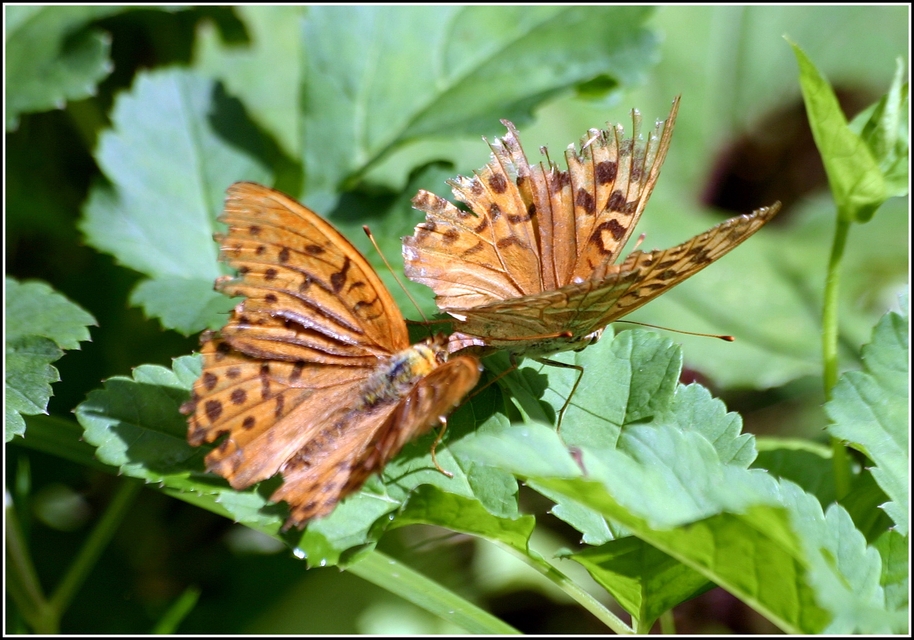 Argynnis paphia - nagy gyöngyházlepke