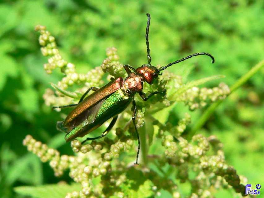 Lytta vesicatoria - kőrisbogár