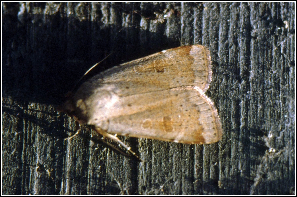 Noctua interposita - köztes sárgafűbagoly