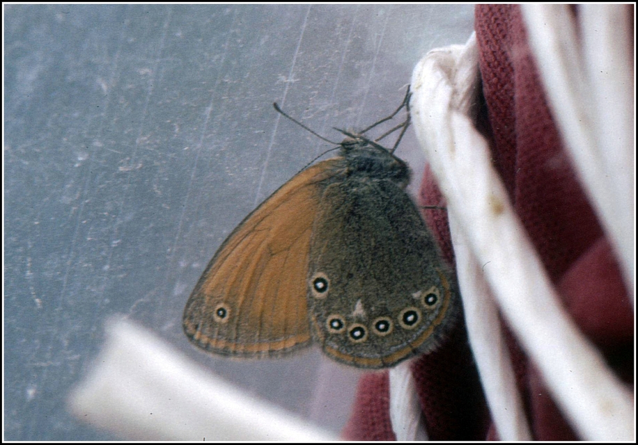 Coenonympha glycerion - közönséges szénalepke