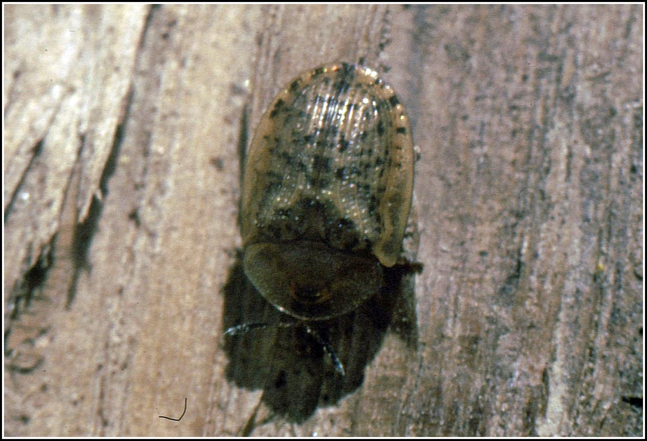 Cassida nebulosa - laboda-pajzsbogár Cassida nebulosa - laboda-pajzsbogár