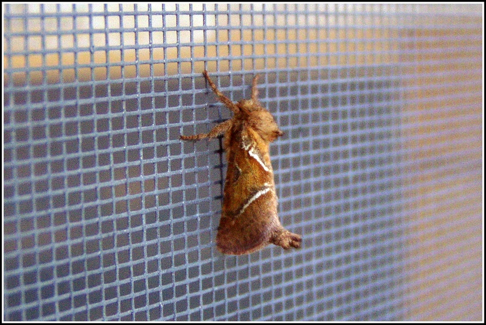 Triodia sylvina - kis gyökérrágólepke