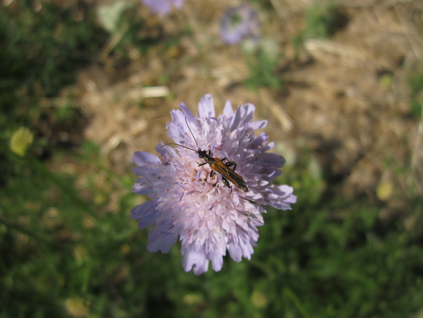Oedemera femorata - sárgahátú álcincér