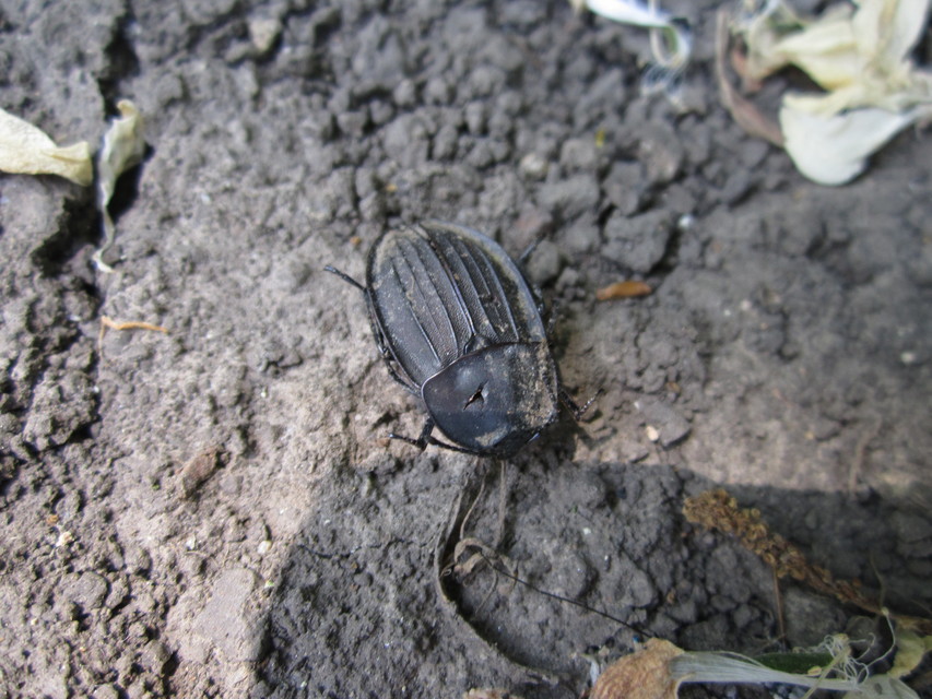 Silpha carinata - karimás dögbogár