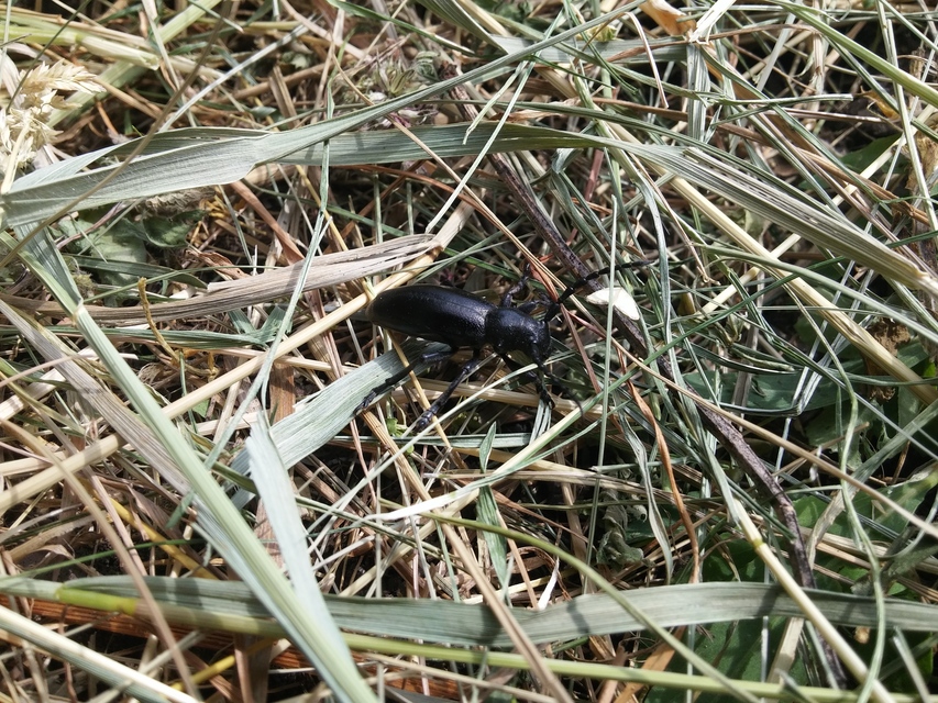 Dorcadion aethiops - fekete gyalogcincér