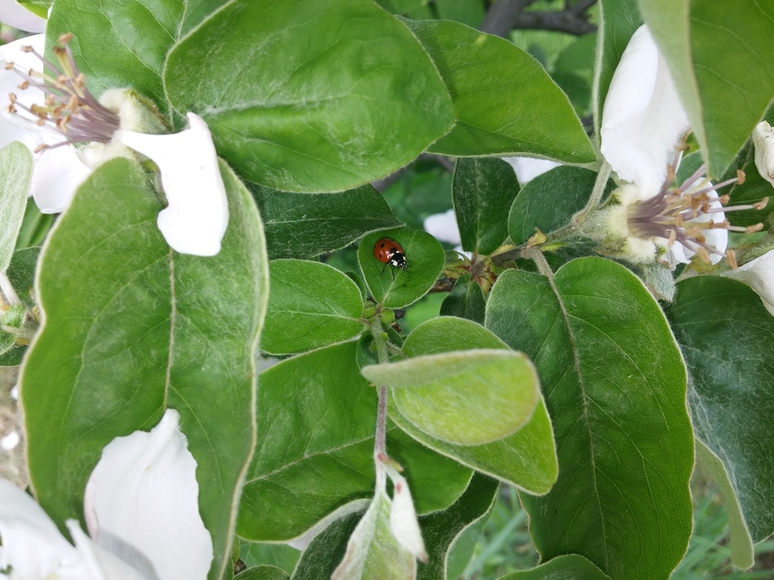 Coccinella septempunctata - hétpettyes katica