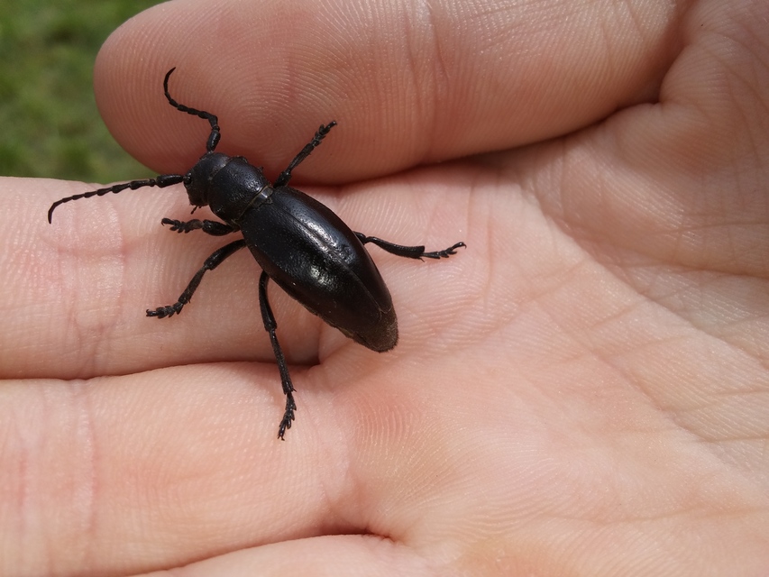Dorcadion aethiops - fekete gyalogcincér