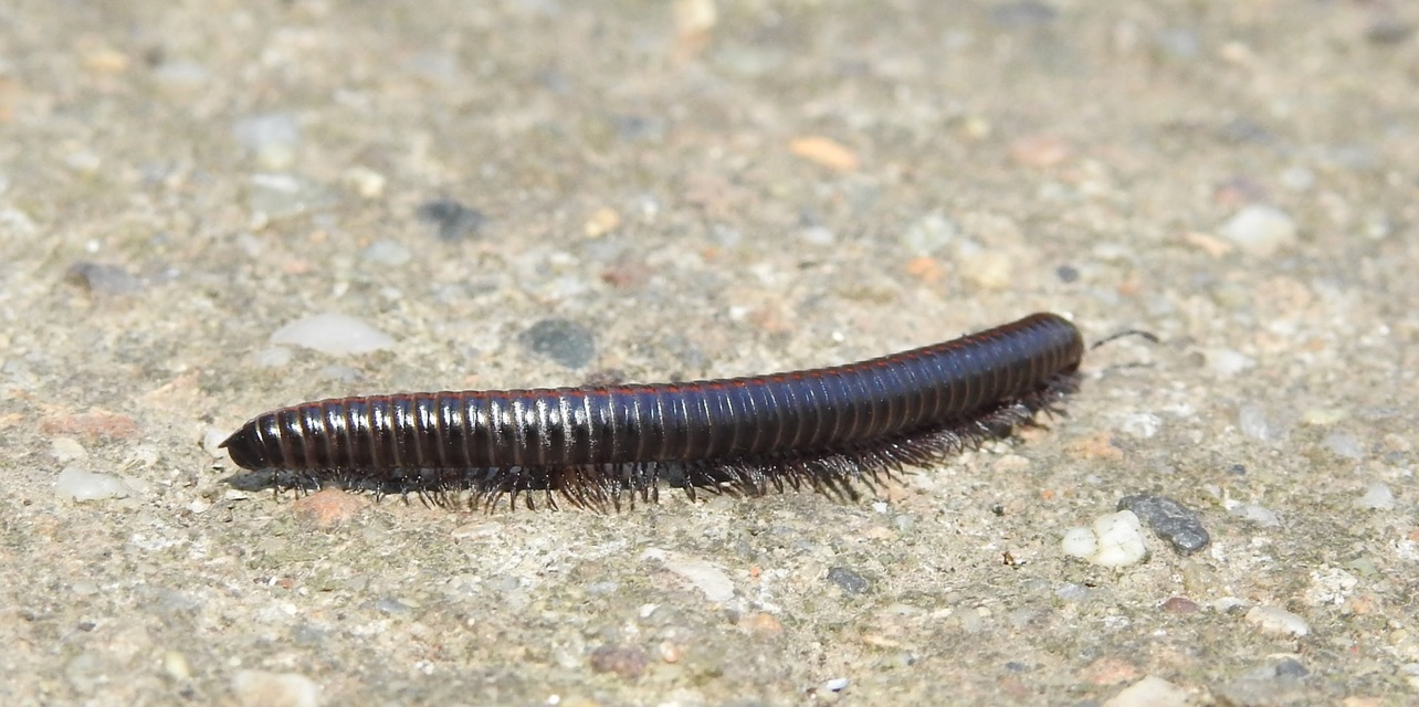 Diplopoda - Ikerszelvényesek