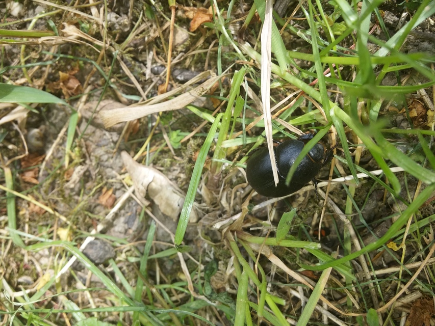 Pentodon idiota - butabogár