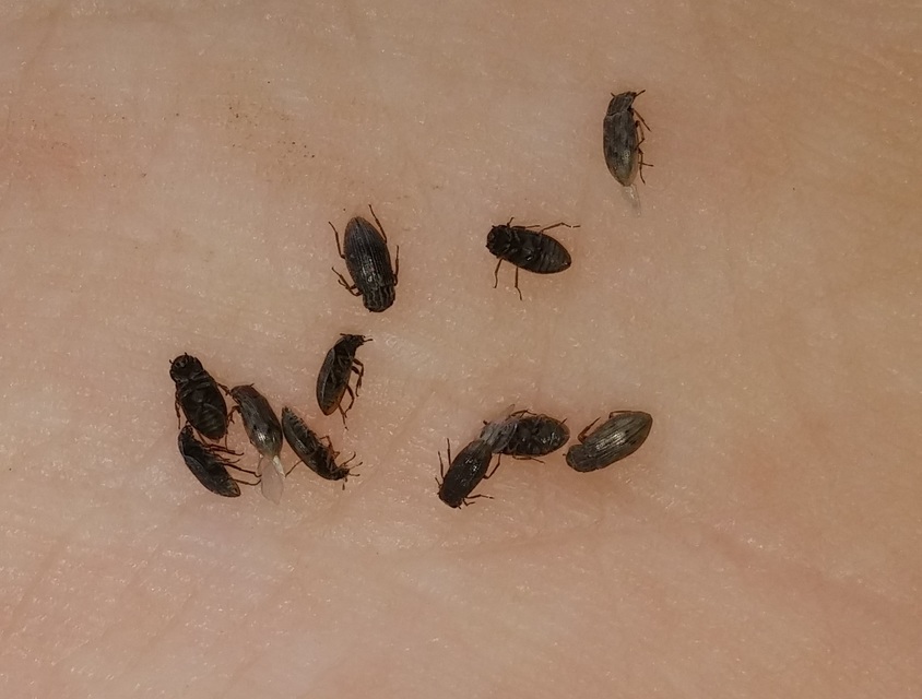 Helophorus