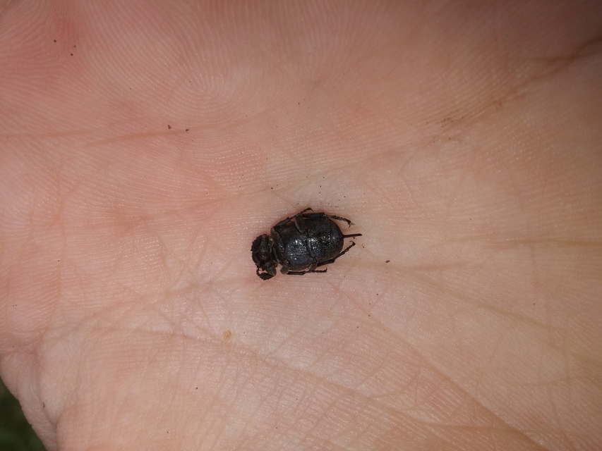 Valgus hemipterus - suta virágbogár