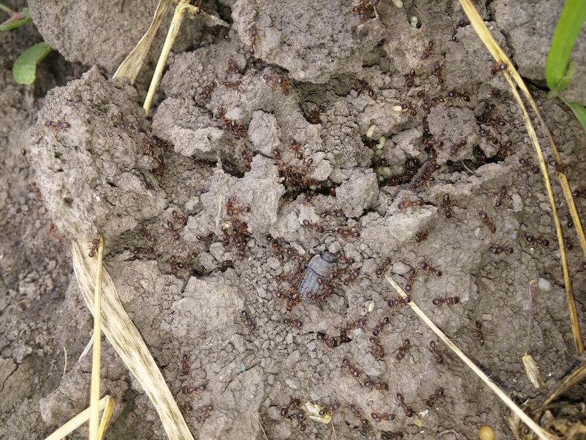 Opatrum sabulosum - sároshátú gyászbogár