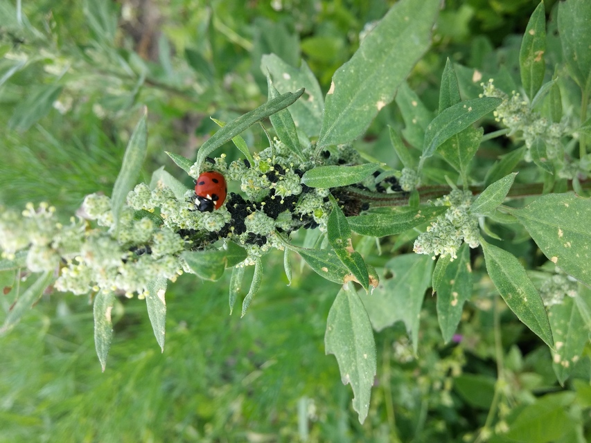 Coccinella septempunctata - hétpettyes katica