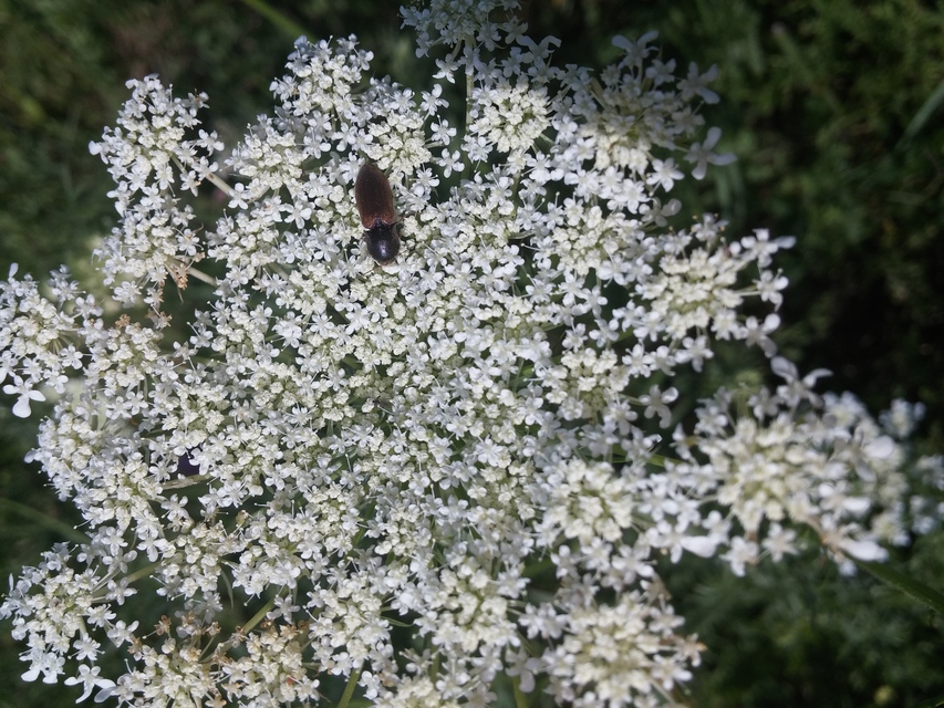 Agriotes ustulatus - mezei pattanó