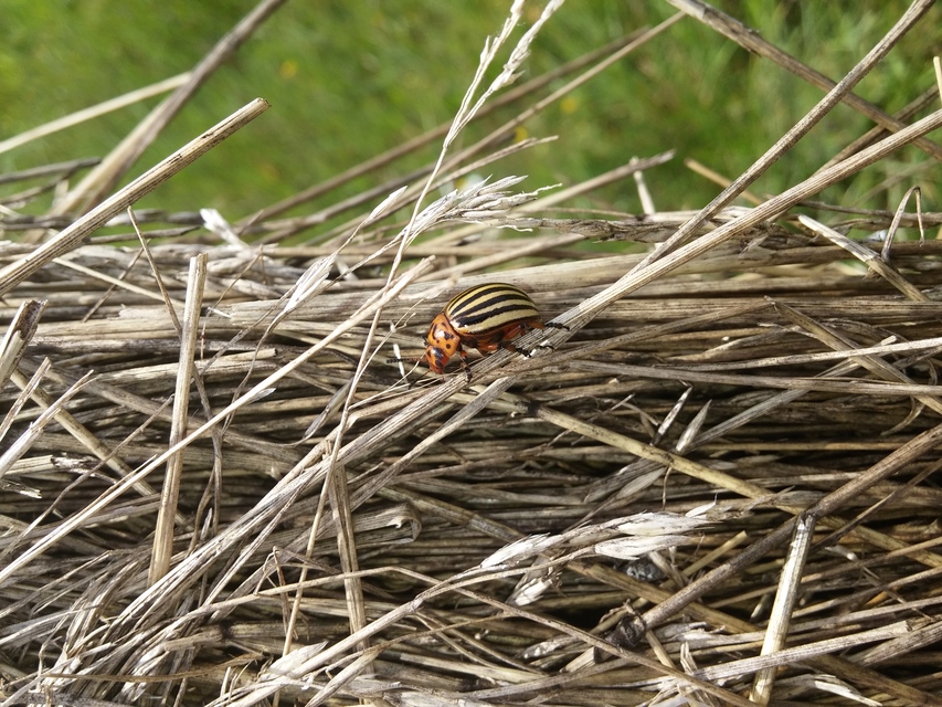 Leptinotarsa decemlineata - burgonyabogár