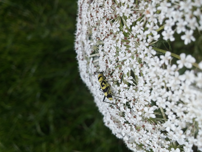 Chlorophorus varius - díszes darázscincér