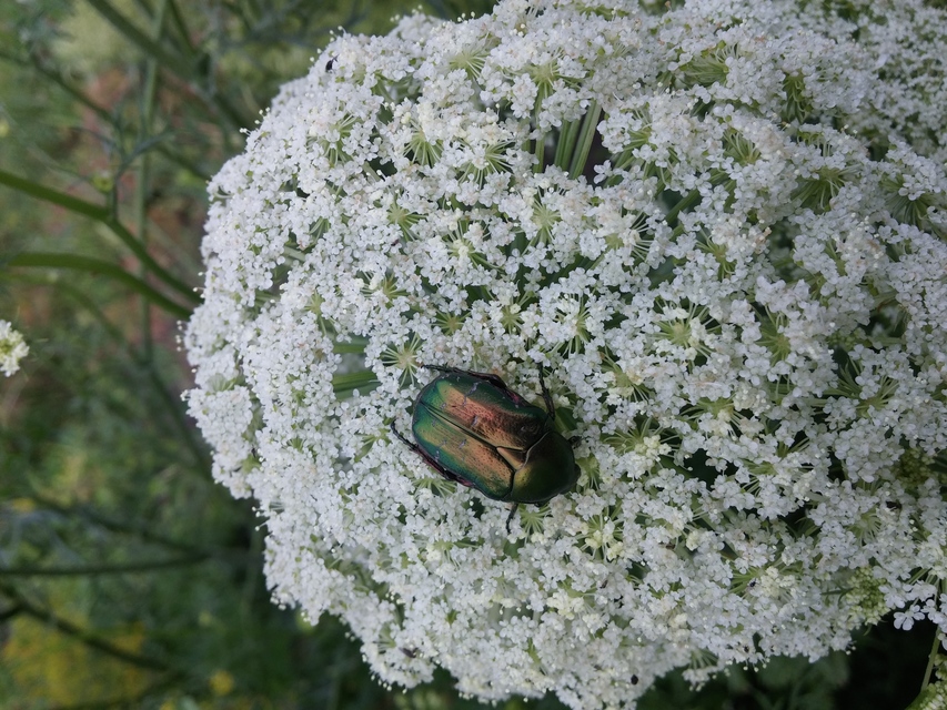 Cetonia aurata - aranyos virágbogár