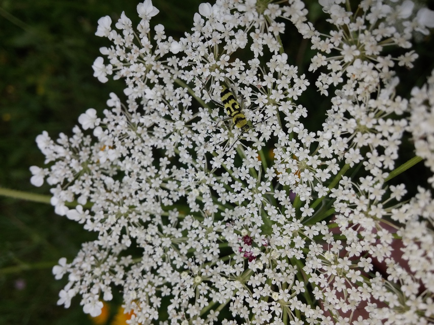 Chlorophorus varius - díszes darázscincér
