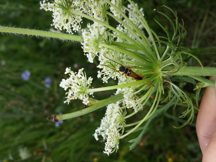 Stenopterus flavicornis - sárgacsápú keskenyfedőscincér