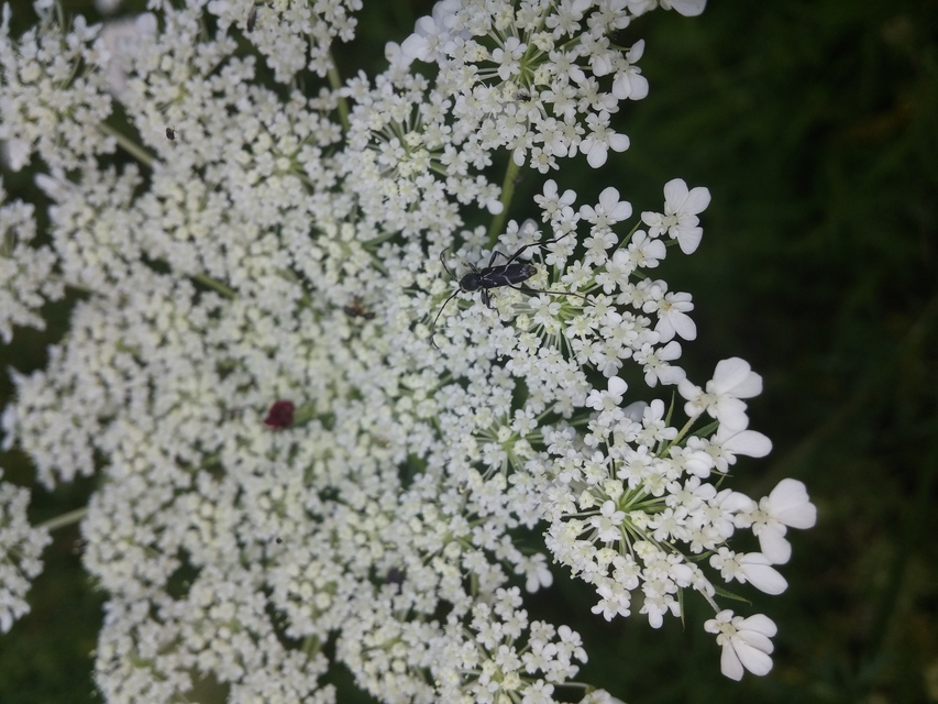 Chlorophorus sartor - feketevállú darázscincér