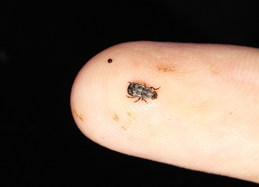 Anthribidae - orrosbogárfélék