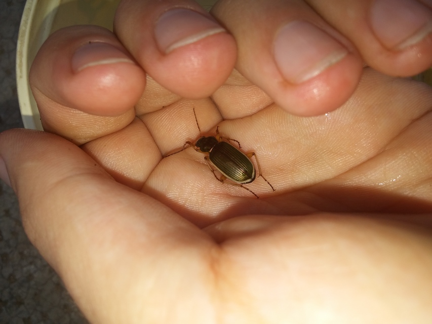 Chlaenius spoliatus - csupasz bűzfutó
