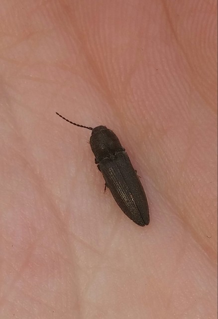 Cidnopus pilosus - szőrös pattanó