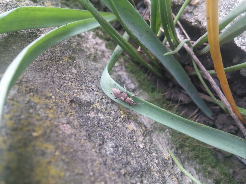 Tanymecus palliatus - közönséges hegyesfarúbarkó