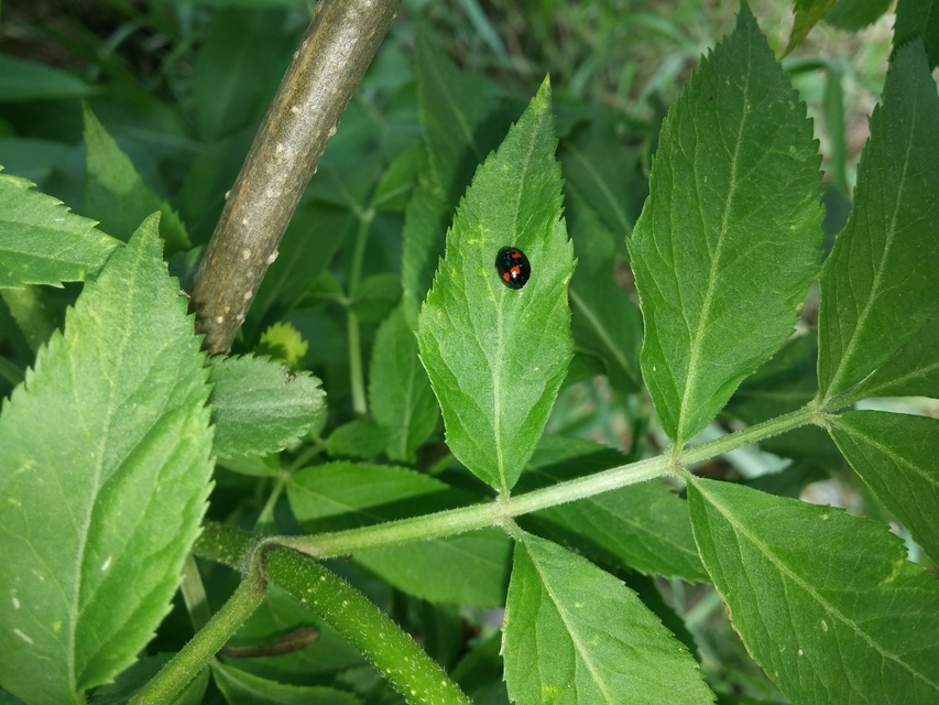 Exochomus quadripustulatus - négyfoltos szerecsenkata