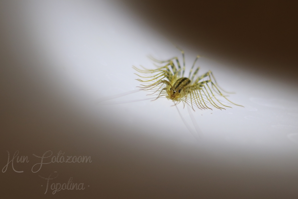 Scutigera coleoptrata - légyölő pókszázlábú