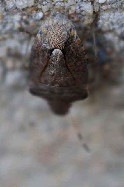 Peribalus strictus - tavaszi címerespoloska Peribalus strictus - tavaszi címerespoloska