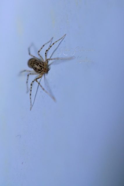 Scytodes thoracica - közönséges csupaszpók