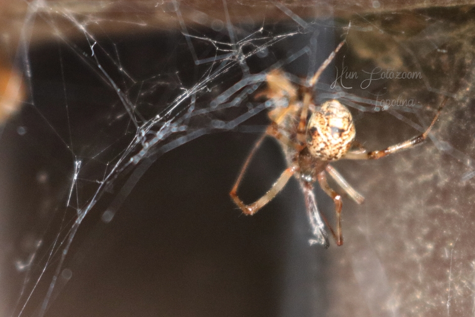 Parasteatoda