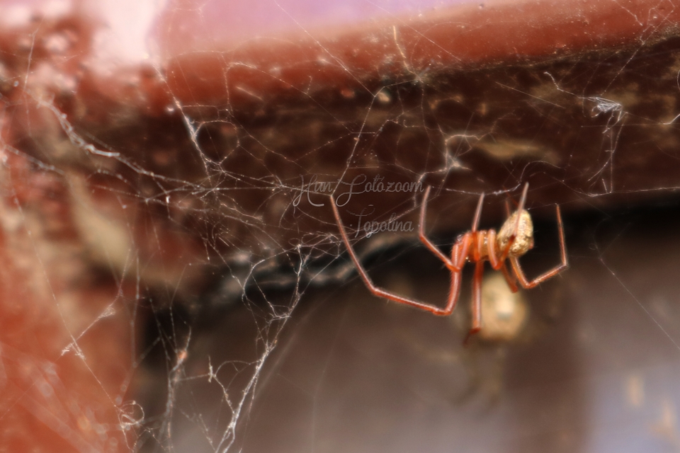 Parasteatoda tepidariorum - üvegházi törpepók