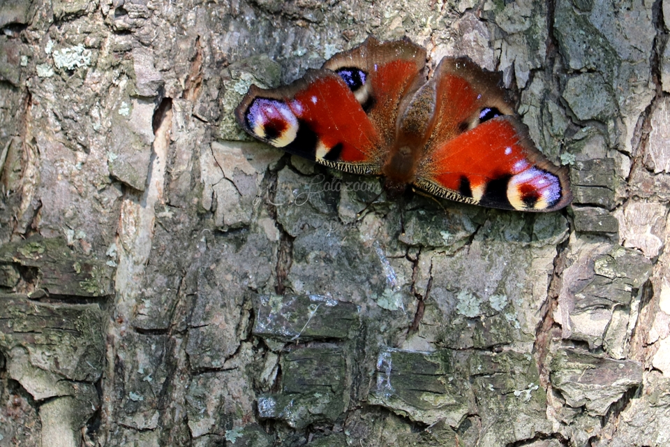 Nymphalis io - nappali pávaszem