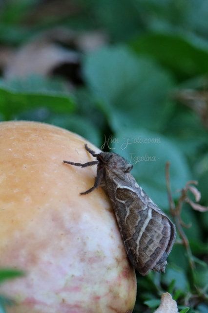Triodia sylvina - kis gyökérrágólepke