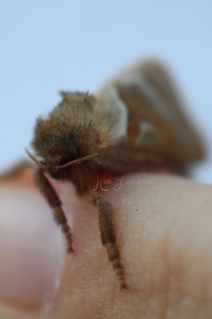 Triodia sylvina - kis gyökérrágólepke