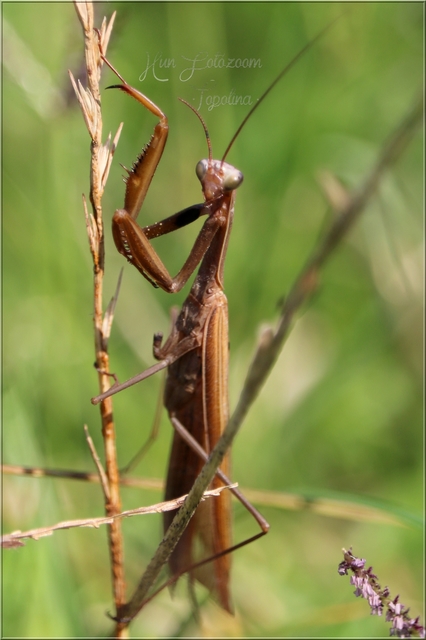 Mantis religiosa - imádkozósáska