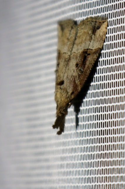 Hypena rostralis - közönséges karcsúbagoly