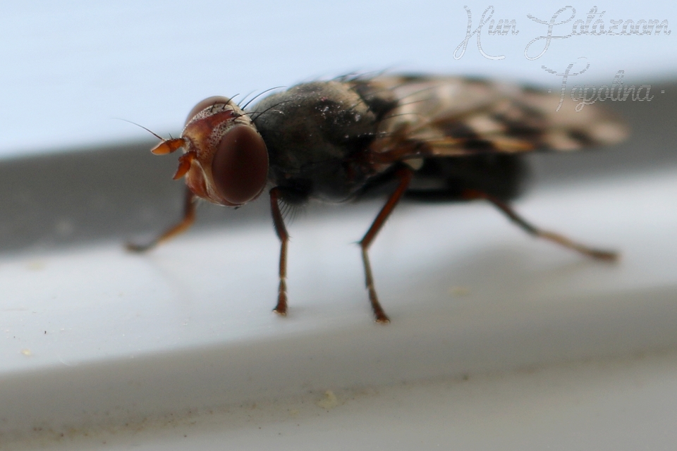 Ceroxys hortulana - kerti foltoslégy