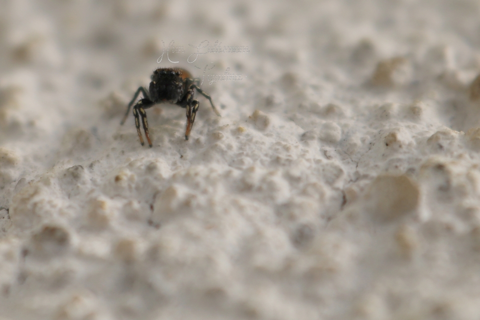 Heliophanus kochii - négypettyes ugrópók