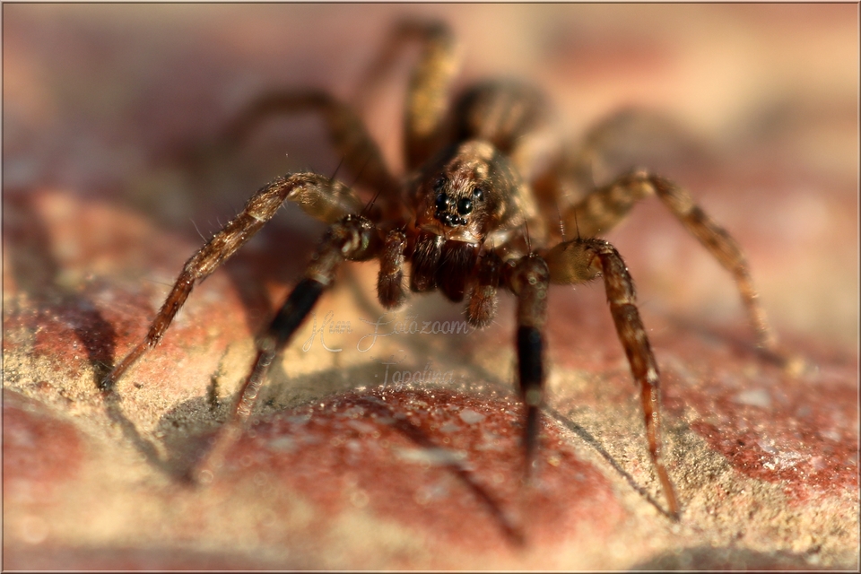 Trochosa