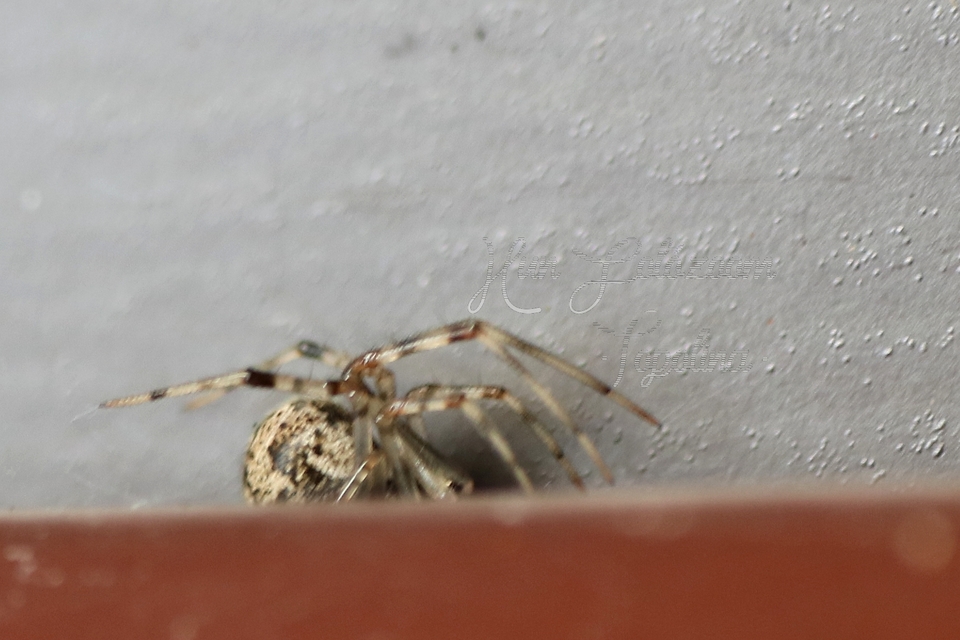 Parasteatoda