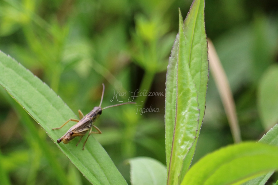 Pseudochorthippus parallelus - közönséges rétisáska
