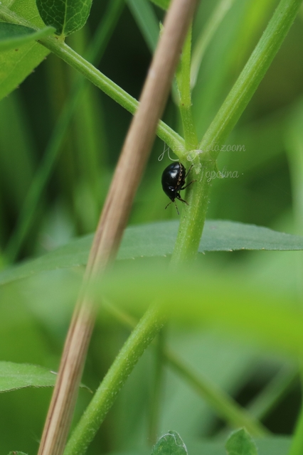 Coptosoma Coptosoma