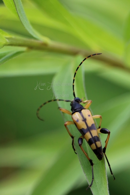 Rutpela maculata - tarkacsápú karcsúcincér