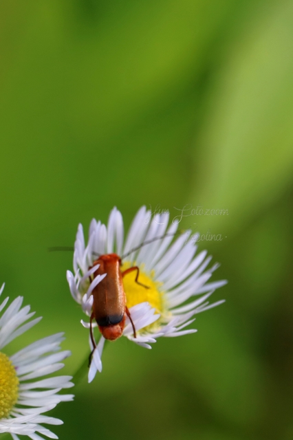Rhagonycha fulva - feketevégű lágybogár