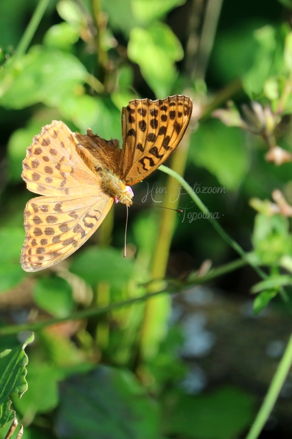 Argynnis paphia - nagy gyöngyházlepke